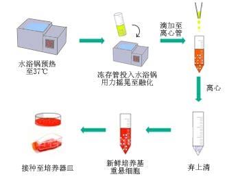 细胞复苏的操作步骤