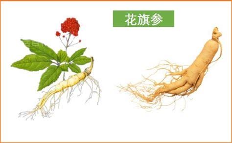 花旗参的功效与作用