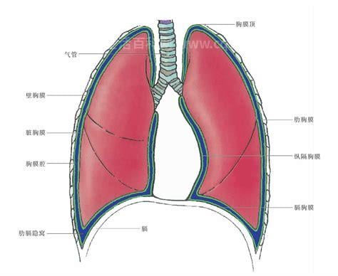 胸膜腔负压的形成和意义是什么