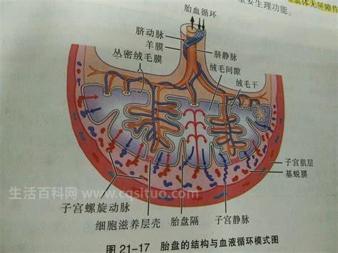 胎盘屏障什么意思