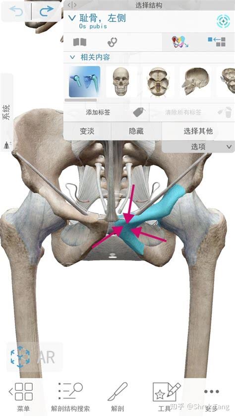 耻骨在哪里