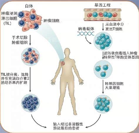 细胞免疫治疗是什么