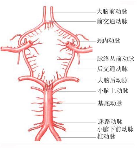 大脑动脉环的临床意义