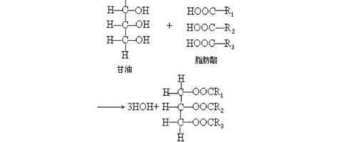 甘油三酯是什么