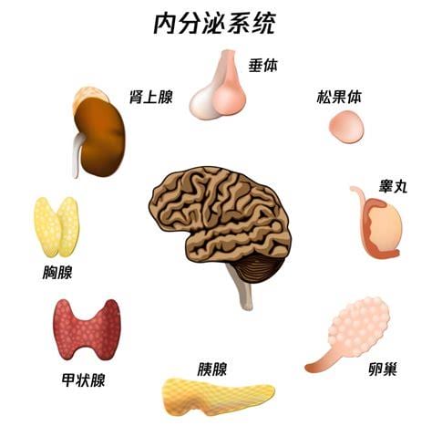 内分泌失调是什么意思