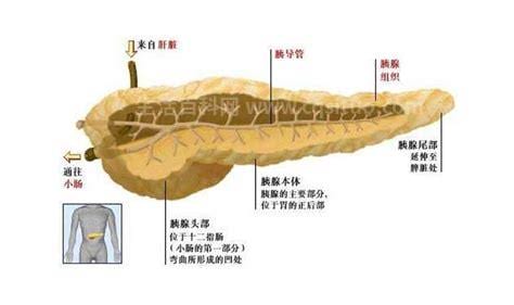 人体的胰液是由什么分泌的