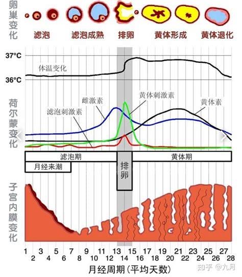 女性排卵期的症状