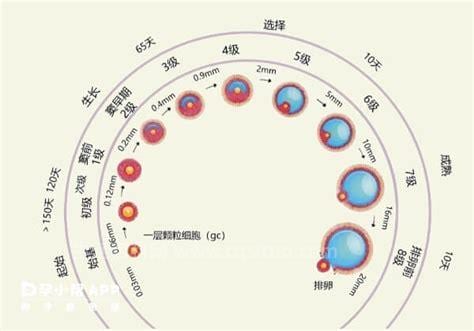 卵泡大小正常范围