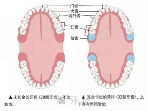 智齿是长在哪个位置的