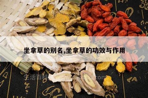 中药坐拿草是什么