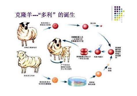 什么是克隆病