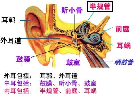 中耳半规管是什么意思