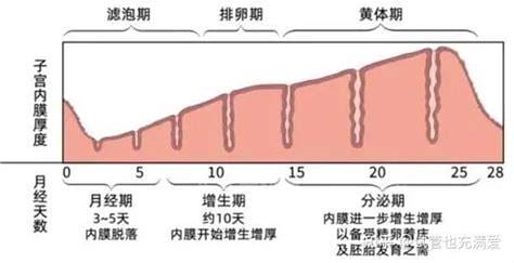 子宫大小正常范围是多少mm