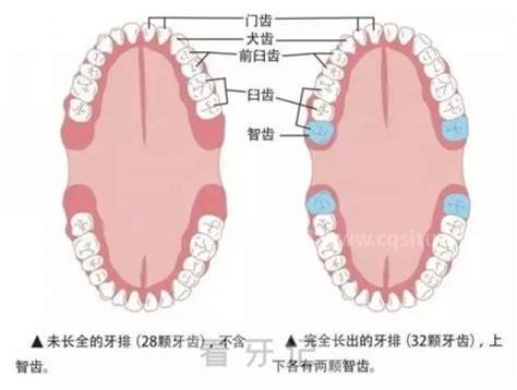 智齿长在哪里