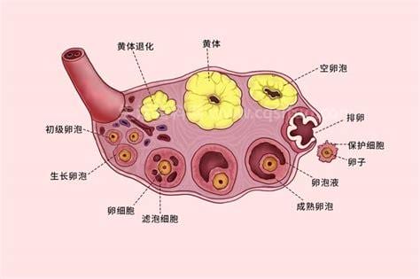 黄体破裂是什么