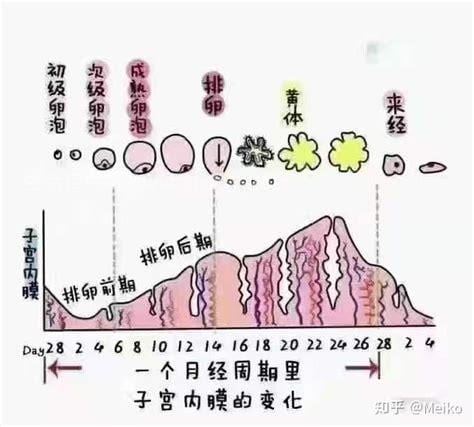 月经是什么意思