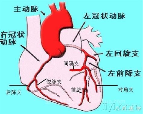 冠状动脉和主动脉的区别