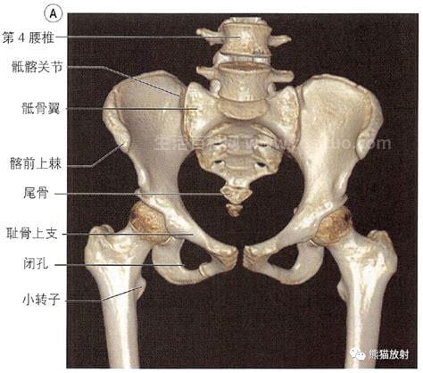 骨盆是哪里