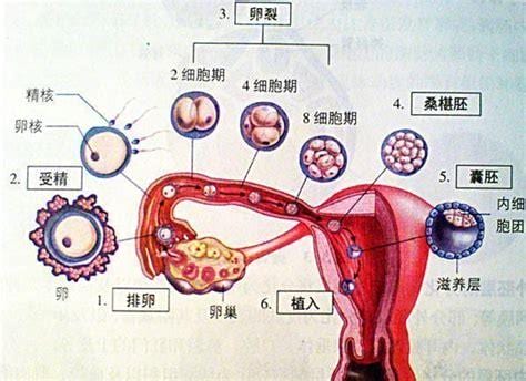 受精卵多久着床