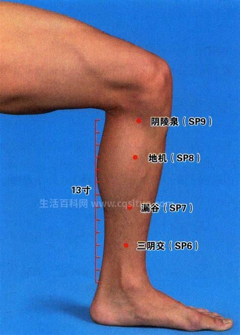 阴陵泉穴位在哪个部位