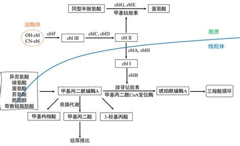 甲基丙二酸尿症的症状能治愈吗