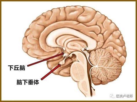 脑垂体分泌的激素是什么