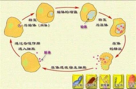 衣原体是什么