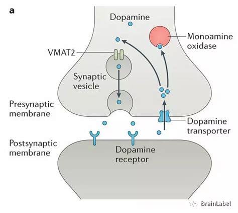 多巴胺的作用