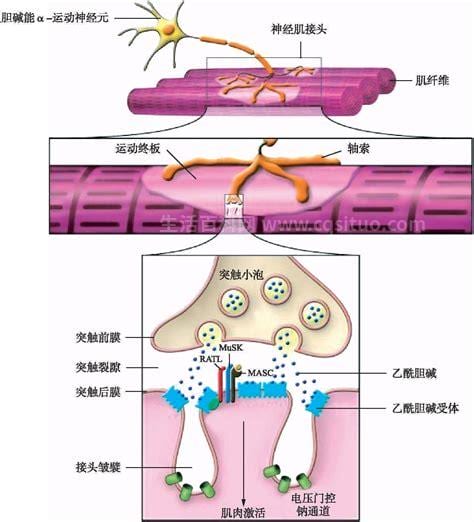 乙酰胆碱能与心肌细胞上什么受体