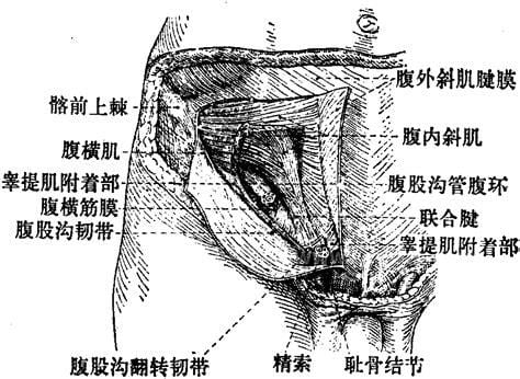 腹股沟在什么位置