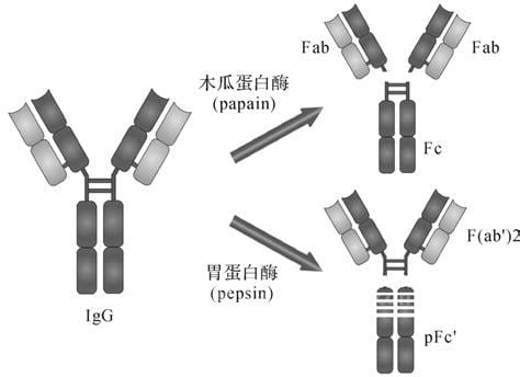 免疫球蛋白的作用