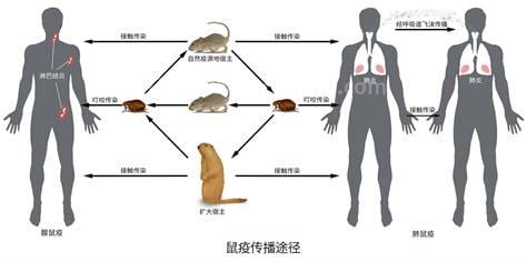 鼠疫的传播途径主要有