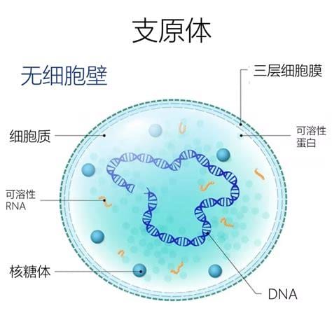 支原体衣原体是什么