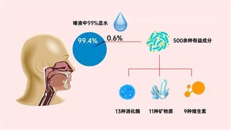 唾液的作用