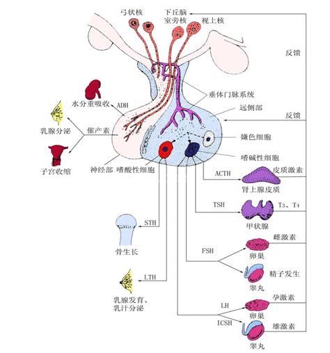 脑垂体分泌失调会出现什么症状