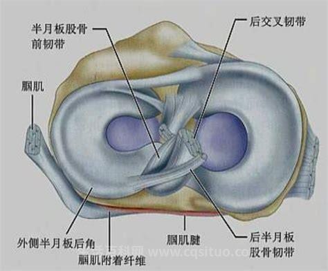 半月板是什么