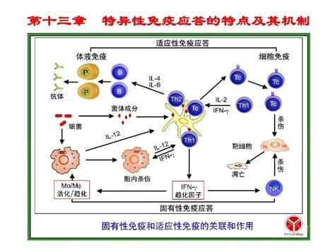 细胞免疫是特异性免疫吗