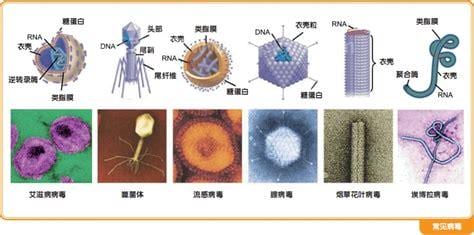 病毒的种类有多少种