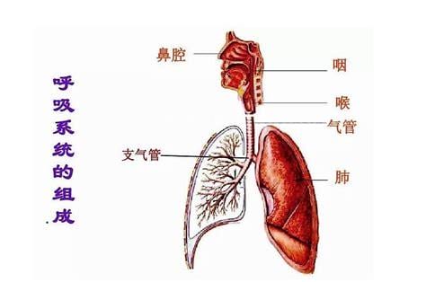 呼吸系统由什么组成