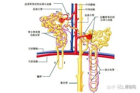 肾小球滤过率是什么意思