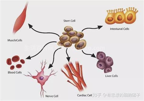 干细胞是指什么的细胞