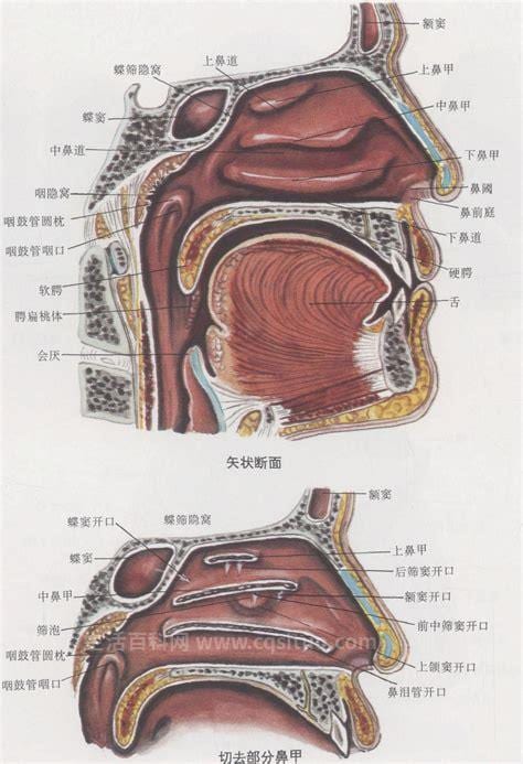 喉咙和嗓子有什么区别