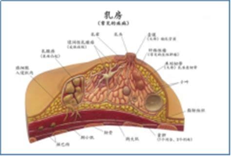 乳腺结节是什么样子的