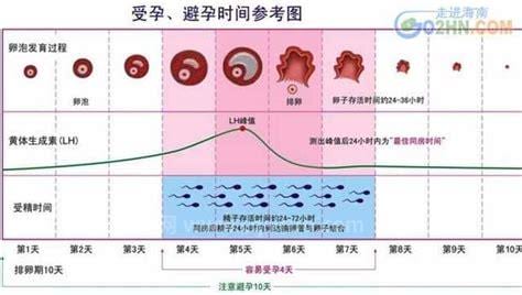 排卵期出血怀孕的几率