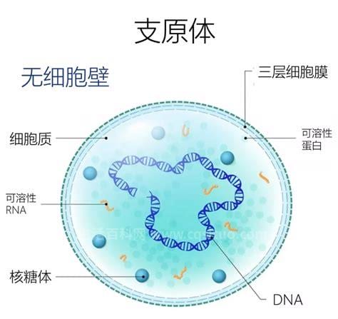 支原体是什么