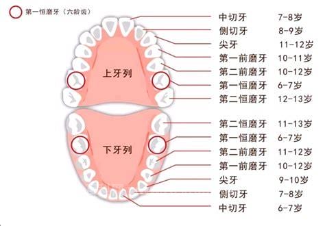 大牙会换吗