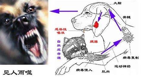 狂犬病毒在空气中能存活多久