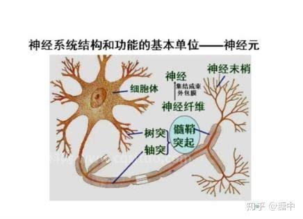 什么是末梢神经