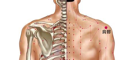 肩髎穴的准确位置是什么，作用和功效
