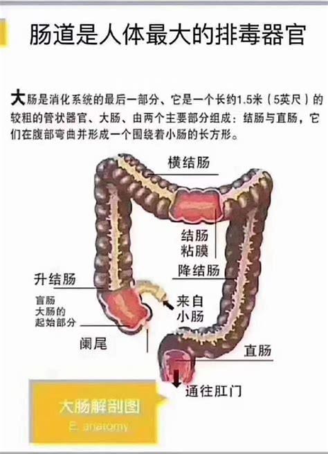 痔疮是长什么样